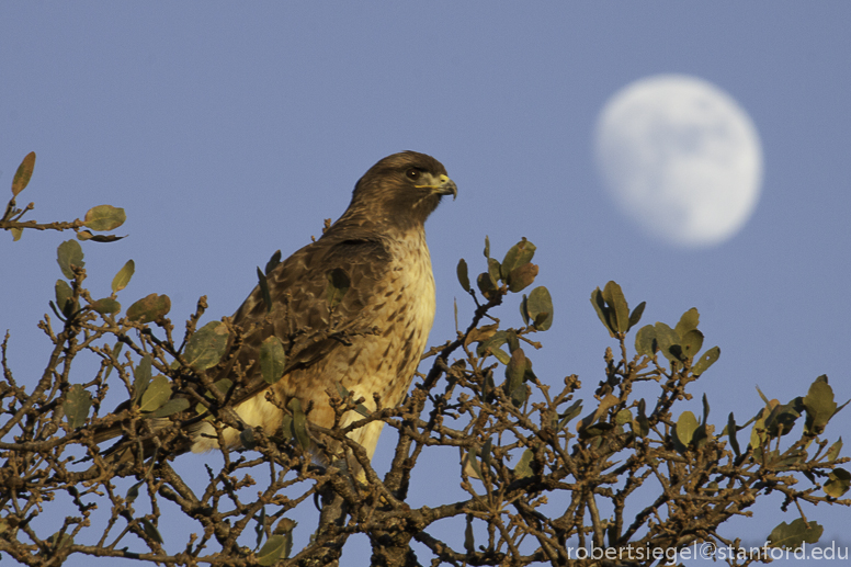 hawk and the moon